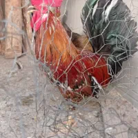 مرغ و خروس