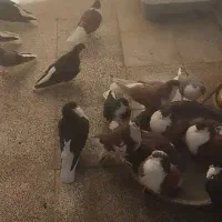 18تا پلاس لاهوری و معمولی یکجا