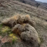 یونجه و کاه خشک شده