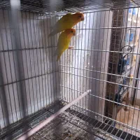 طوطی برزیلی اوپال سر نارنجی|پرنده|تهران, سلسبیل جنوبی|دیوار