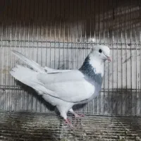 طوقی|پرنده|نجف‌آباد, جوزدان|دیوار