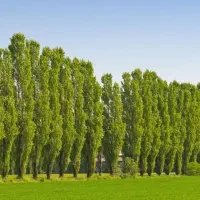 تولید و توزیع نهال صنوبر