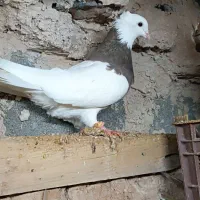 طوقی ماده|پرنده|مانه, |دیوار