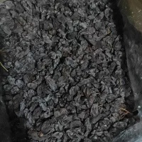 مویز آفتاب خشک