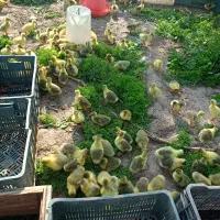 جوجه غاز اکراینی