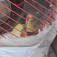 پنج عدد جوجه عروس هلندی خوب