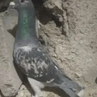 4عدد حیون فروشی|پرنده|تیمور آباد, |دیوار