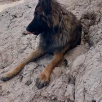 سگ ماده سن یک سال کمتر .پدر مالینیوز مادر ژرمن