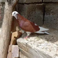 کبوتر ابلاغ سفید و کله زرد