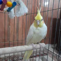 عروس هلندی نر بالغ آماده ی جفت گیری