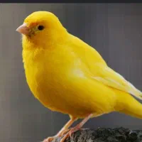 قناری دستی