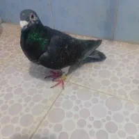 ماده خوب|پرنده|سهند, |دیوار