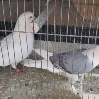 فروش 5 عدد کبوتر نرو ماده|پرنده|محلات, |دیوار