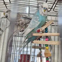 مرغ عشق انگلیسی|پرنده|مشکیندشت, |دیوار