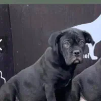 توله سگ کن کورسو اصیل شناسنامه دار و مدارک پزشکی