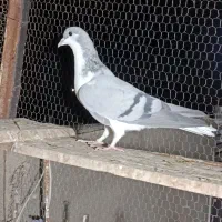 کبوتر|پرنده|قزوین, |دیوار