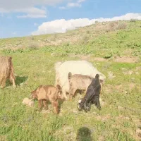 دو راس بز دوقلو