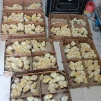 فروش گوشتی درجه یک راس 308