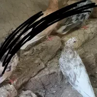 کبوتر دم سفید ماده
