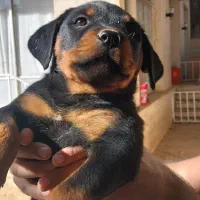 روتوایلراصیل|سگ|اصفهان, لنبان|دیوار