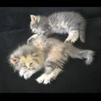 واگذاری بچه گربه پرشین|گربه|کرمان, |دیوار