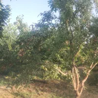 باغ-بادام-گردو-گیلاس-درجه-یک