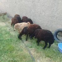 بره ماده