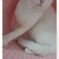 واگذاری گربه نژاد دار