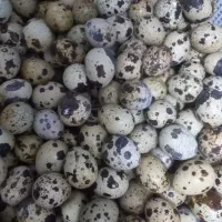 تخم بلدرچین