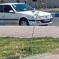 مسافر شاهرود هس