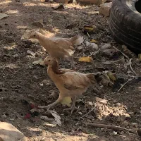 جوجه مرغ سرحال بشرط|حیوانات مزرعه|باخزر, |دیوار