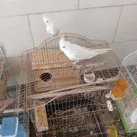 عروس هلندی البینو