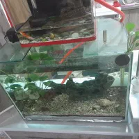 شیشه آکواریوم