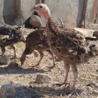 فروش جوجه بوقلمون از بهترین نژاد اصل برنز ۸۲روز