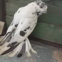 فروش یه تعداد حیوون با کیفیت گردن کلف