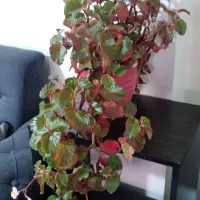 گل همیشه بهار ،حسن یوسف ، عروس و سانسوریا|گل و گیاه طبیعی|محمدیه-قزوین, |دیوار