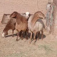 کاور قزل افشار پوست گاوی ابستن
