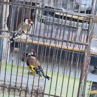 سهره ۲ماه قفس