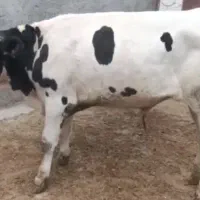 گوساله گاو