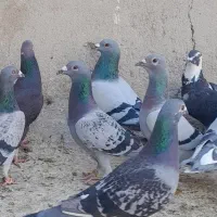 کبوتر تیپ ۳۰تا نرالمانی ازشهرستان آوردم