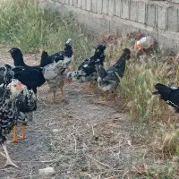 نیمچه های اصیل گلین