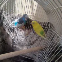 یک جفت مرغ عشق مولد با دوتا جوجه دو ماهه|پرنده|رباطکریم, شهرک والفجر|دیوار