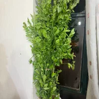 گل آپارتمانی فروشی