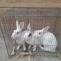 سه عدد خرگوش بالغ یک نر دو ماده