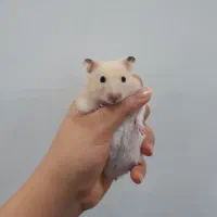 همستر|موش و خرگوش|محمدیه-قزوین, |دیوار