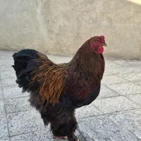 خروس برهما نژادپاتریچ