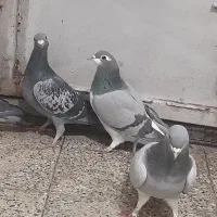 کبوتر دمگیر خرقه وپلاکی مسافتی|پرنده|برخوار, |دیوار