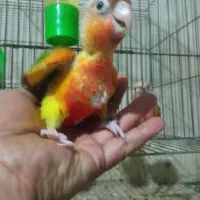 طوطی گرینچیک یاگیرین چیک و برزیلی کتوله