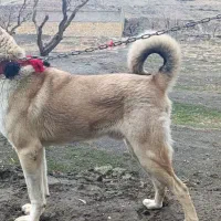 سگ سرابی ۱۸ ماهه نر