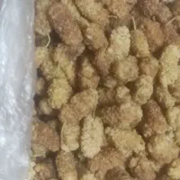 توت امساله شیرین وتمیز